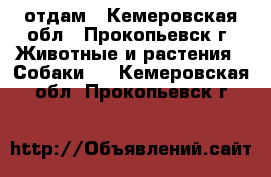 отдам - Кемеровская обл., Прокопьевск г. Животные и растения » Собаки   . Кемеровская обл.,Прокопьевск г.